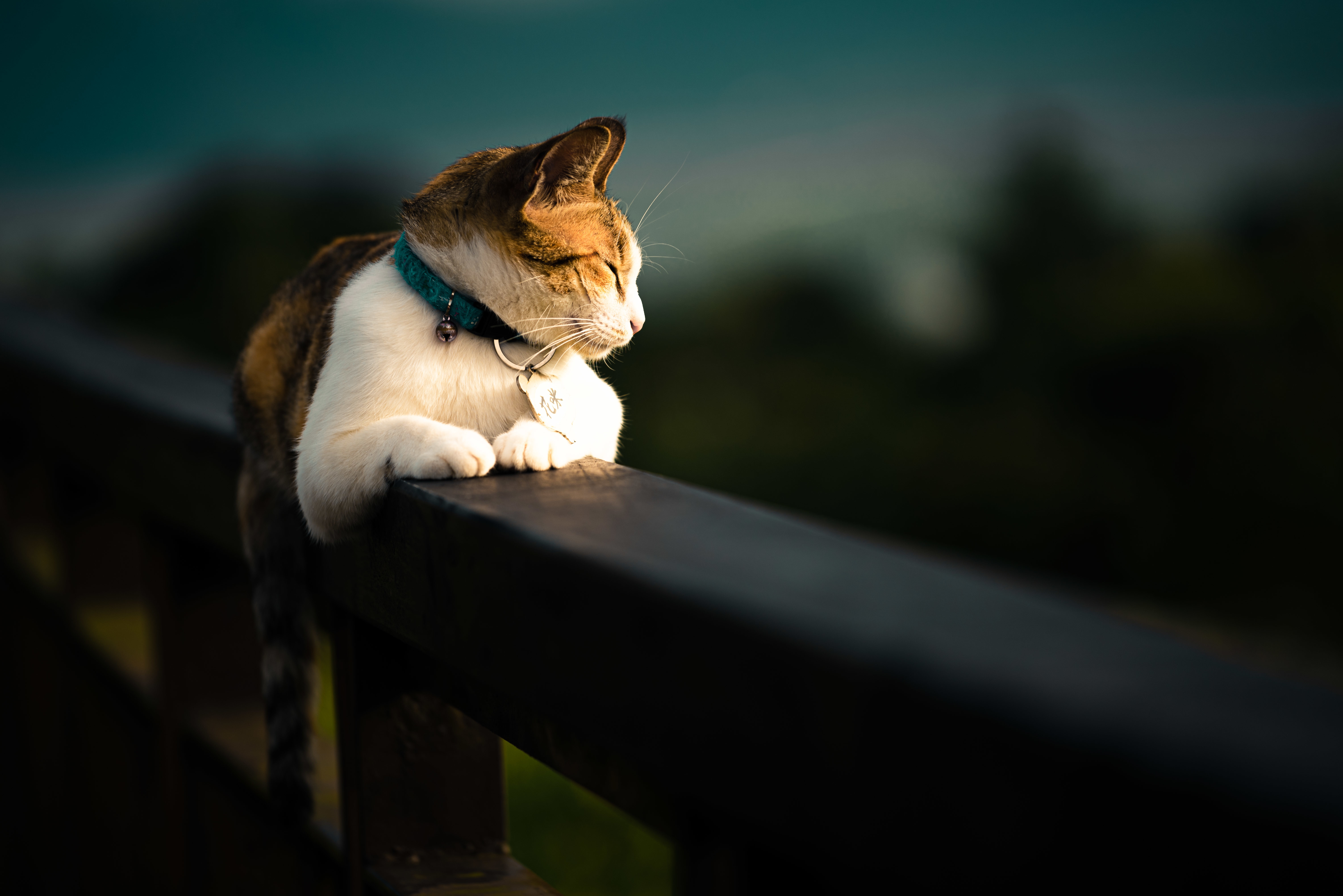 cat
